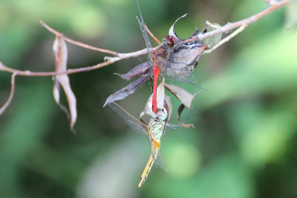 Sympetrum fonscolombii?